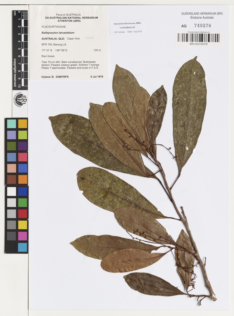 Baileyoxylon lanceolatum photo 2