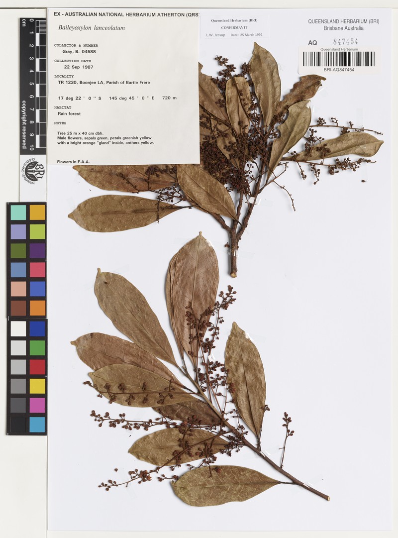 Baileyoxylon lanceolatum photo 3