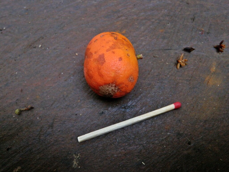Baileyoxylon lanceolatum photo 4