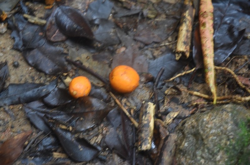 Baileyoxylon lanceolatum photo 6
