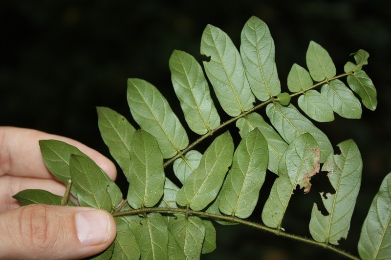 Baissea axillaris