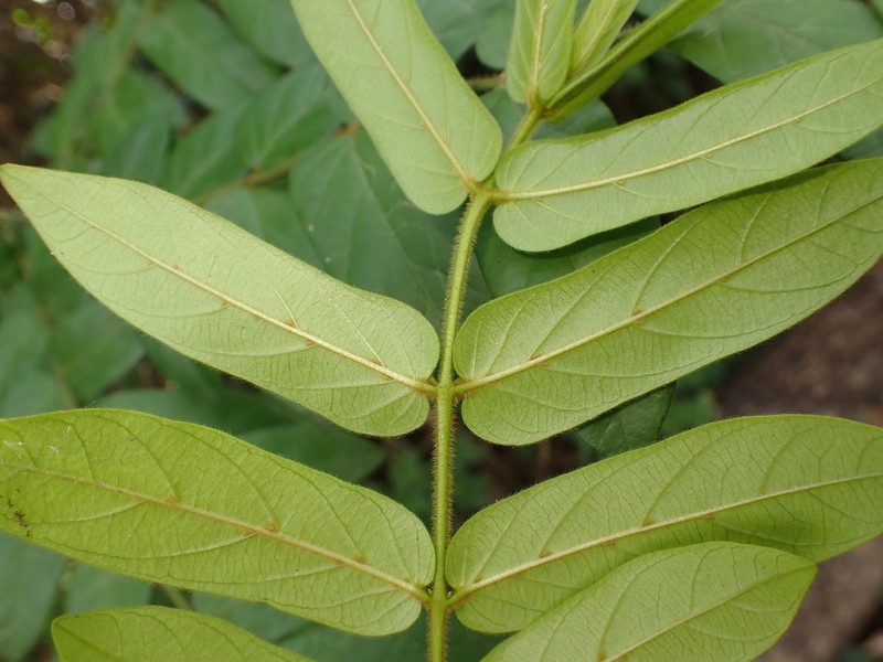 Baissea axillaris photo 2