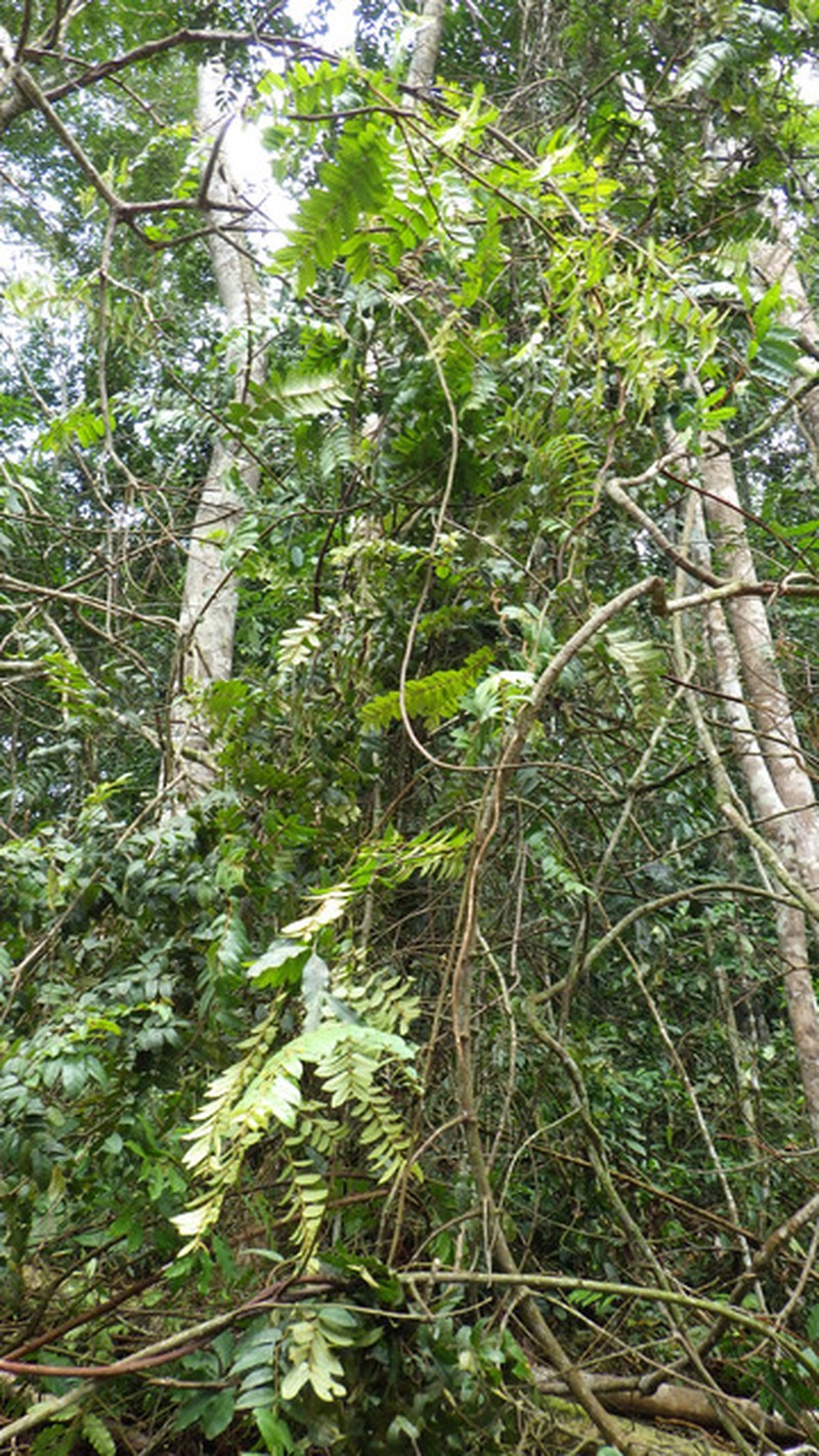 Baissea axillaris photo 3