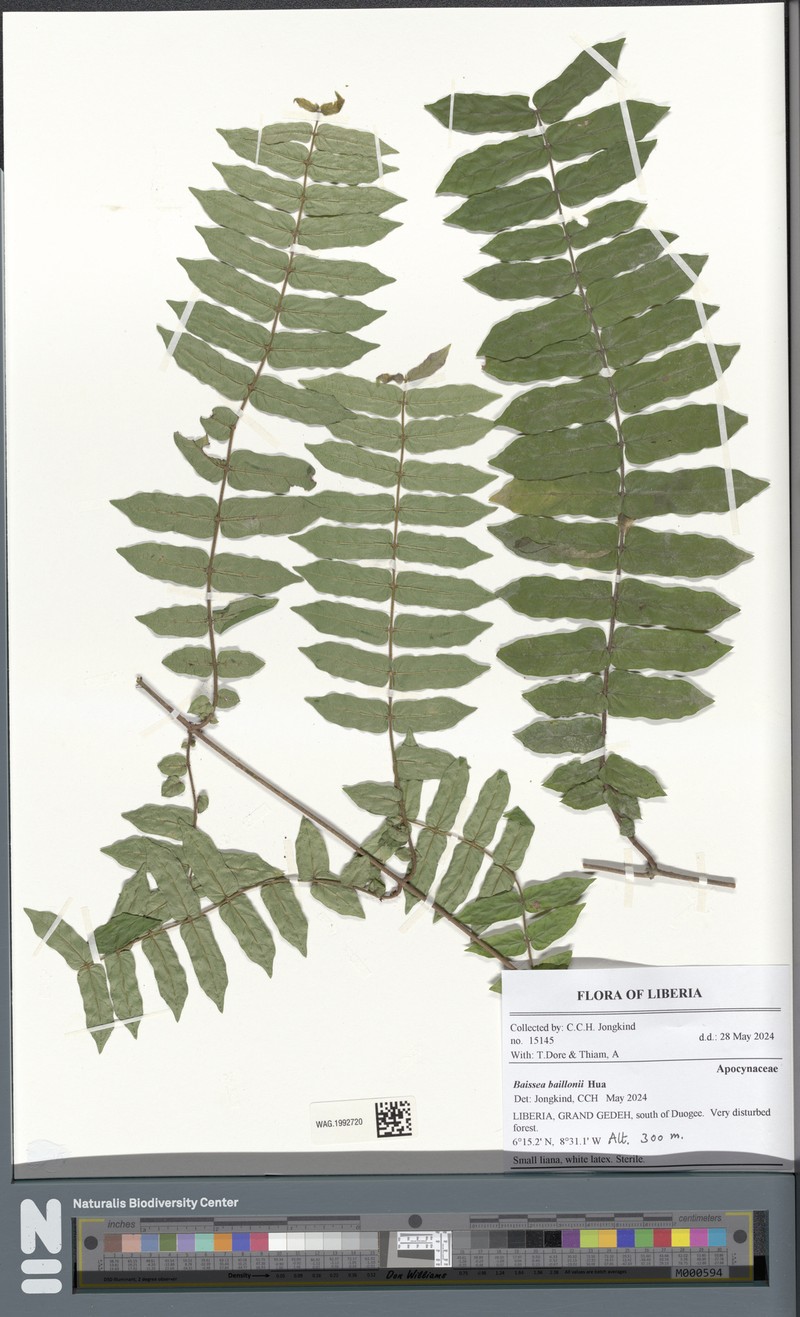 Baissea baillonii