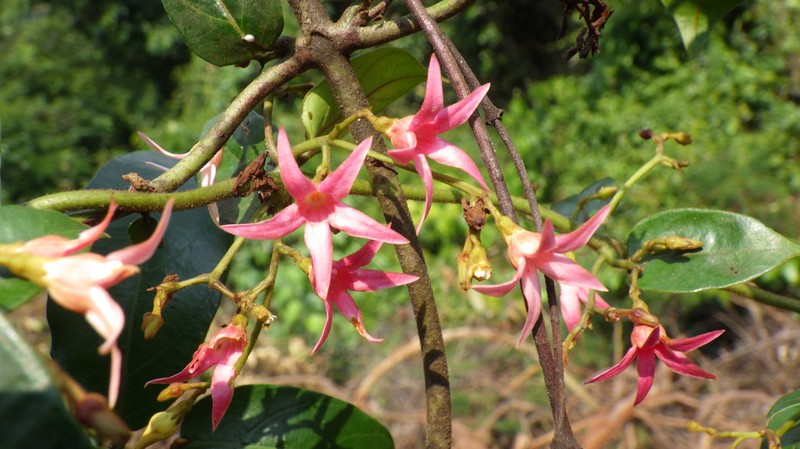 Baissea campanulata