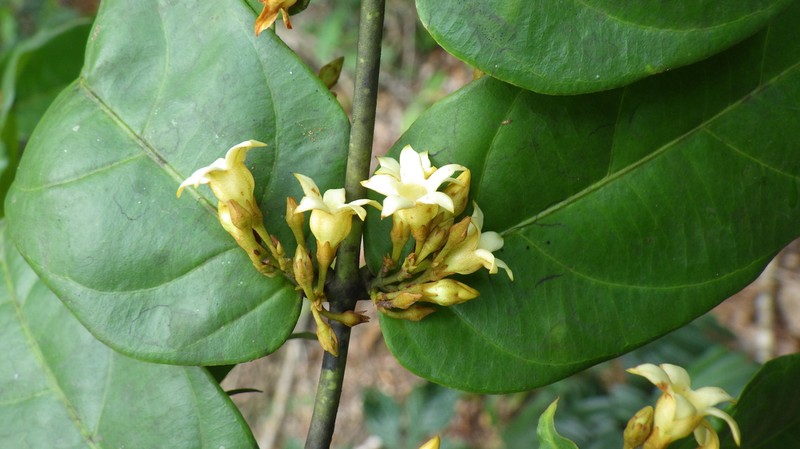 Baissea campanulata photo 2