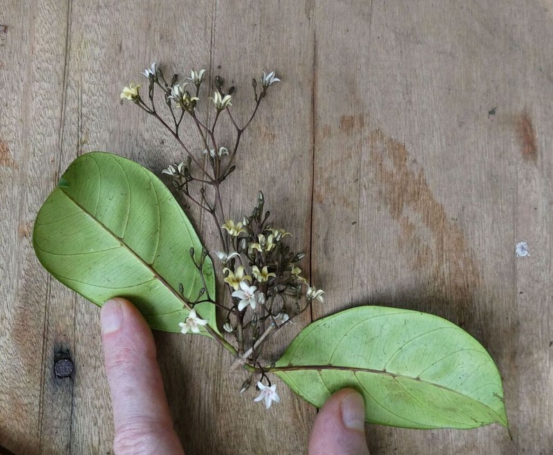 Baissea concinna