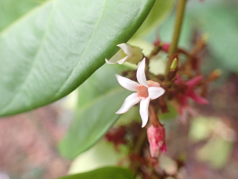 Baissea congensis