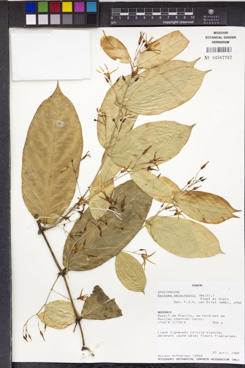 Baissea erythrosticta