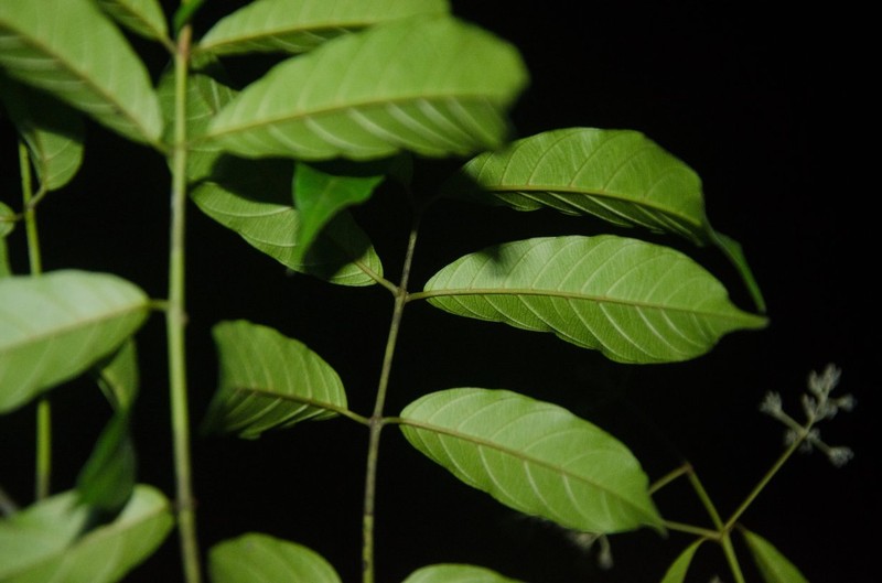 Baissea gracillima