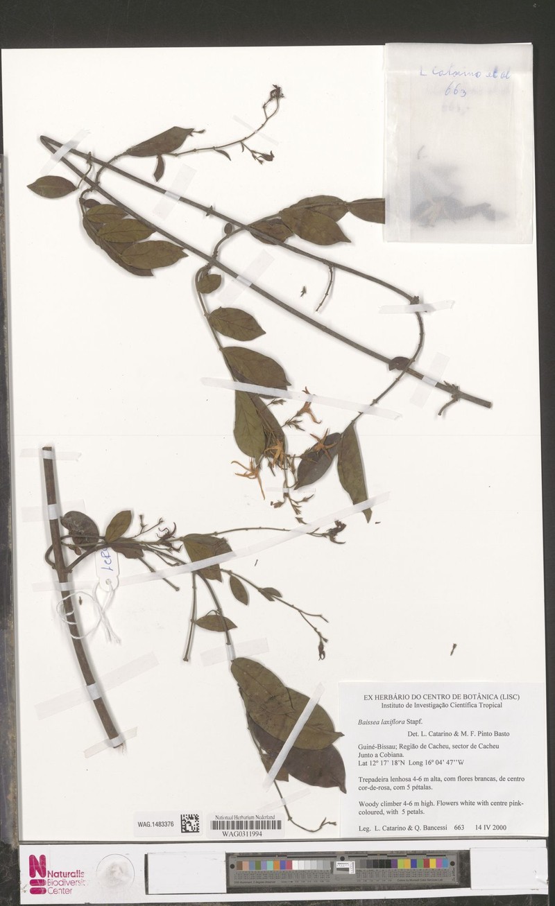 Baissea laxiflora