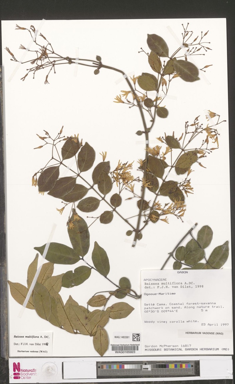 Baissea laxiflora photo 2