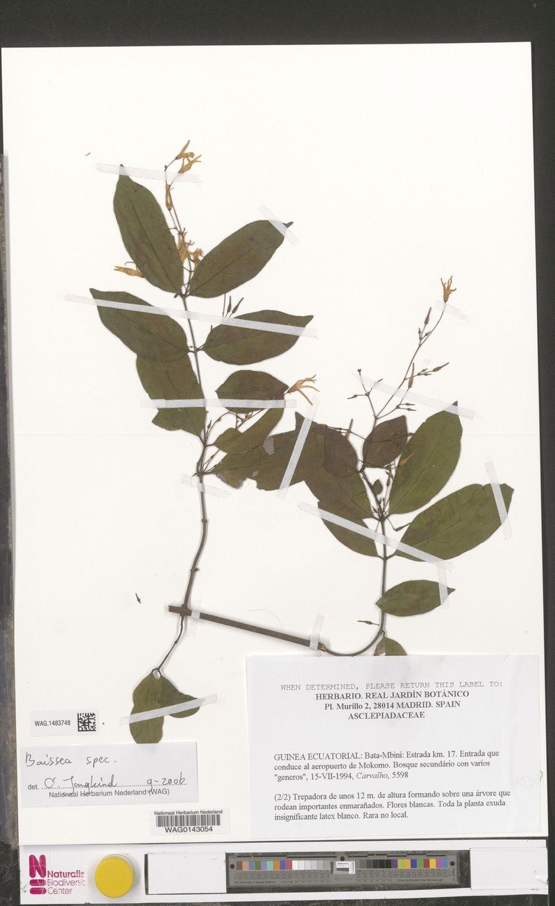 Baissea laxiflora photo 3
