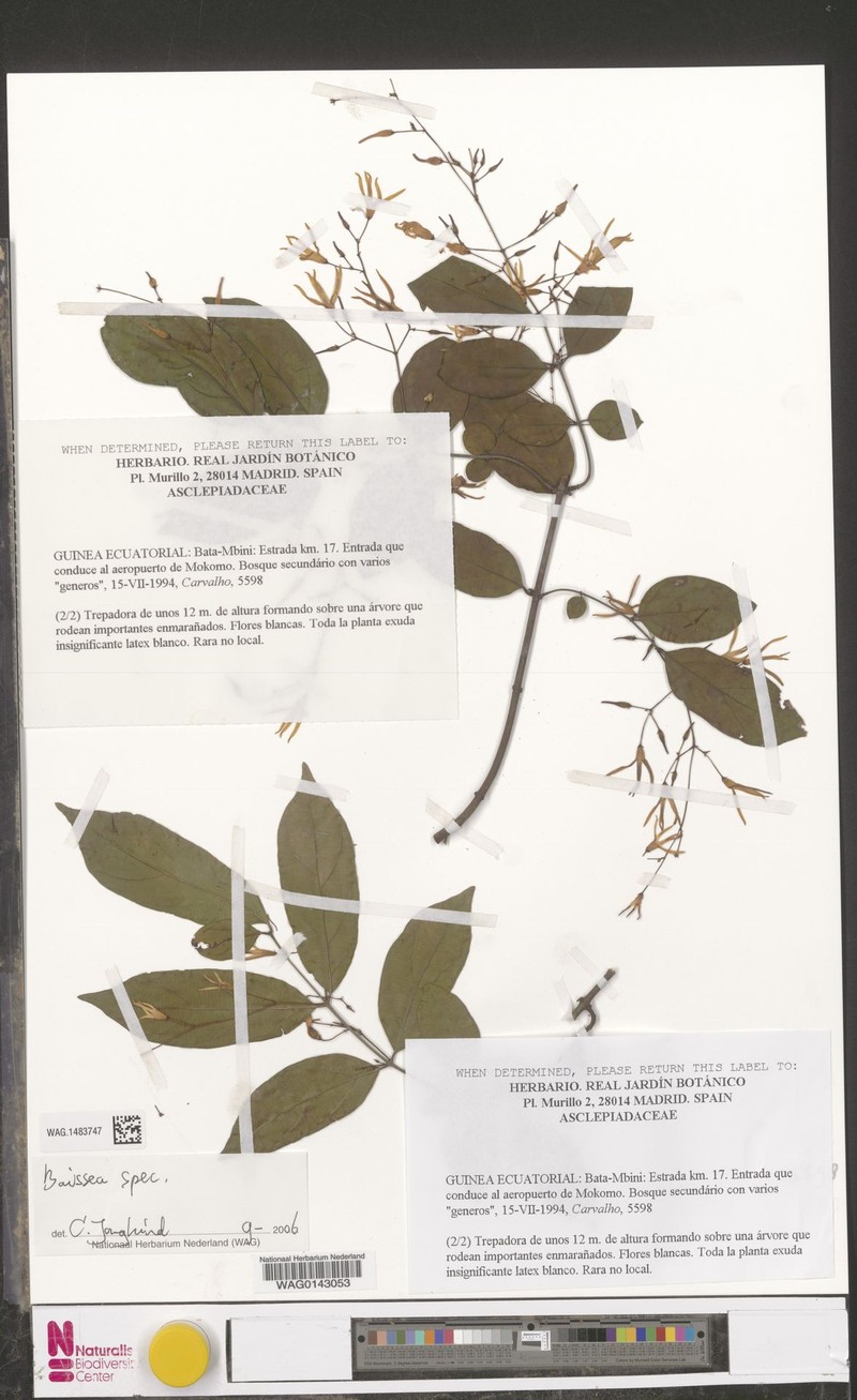 Baissea laxiflora photo 4