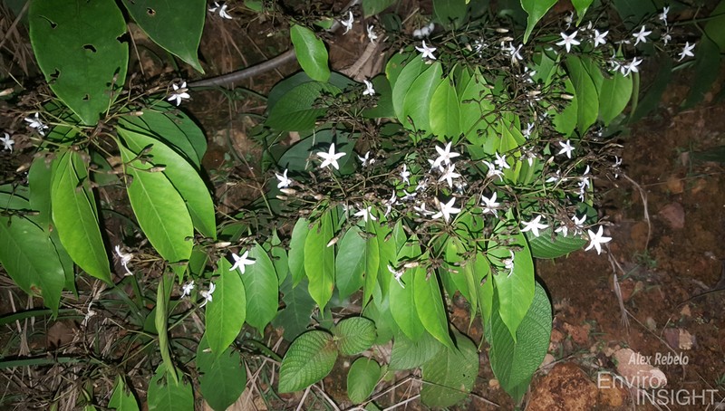 Baissea leonensis photo 2