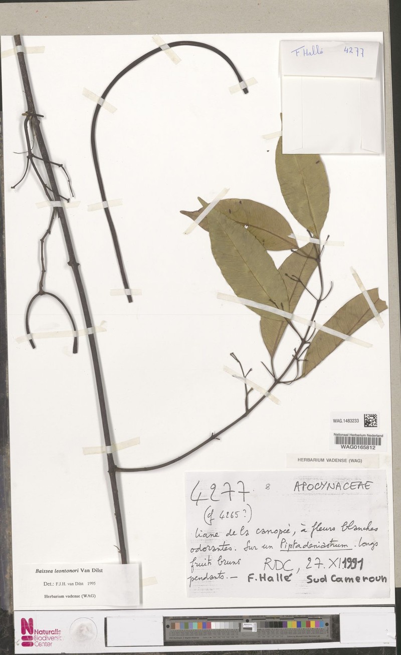 Baissea leontonori