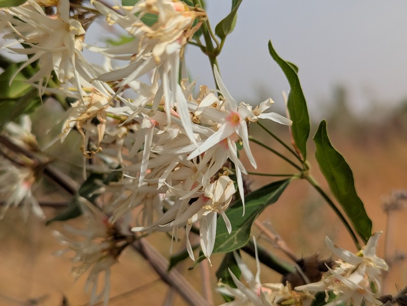 Baissea multiflora