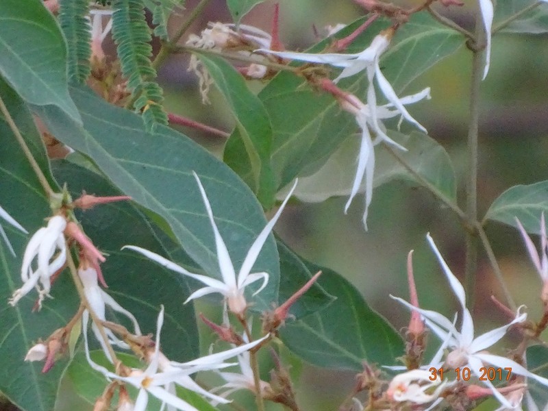Baissea multiflora photo 3