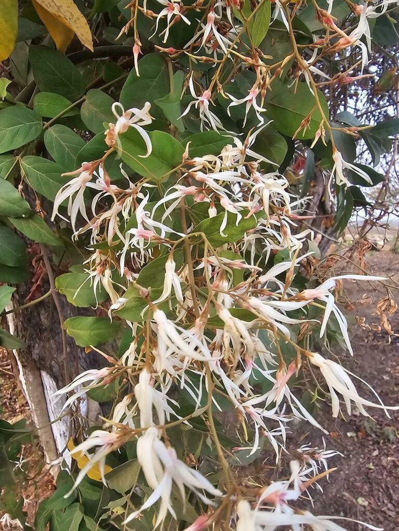 Baissea multiflora photo 4