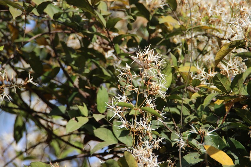 Baissea multiflora photo 5