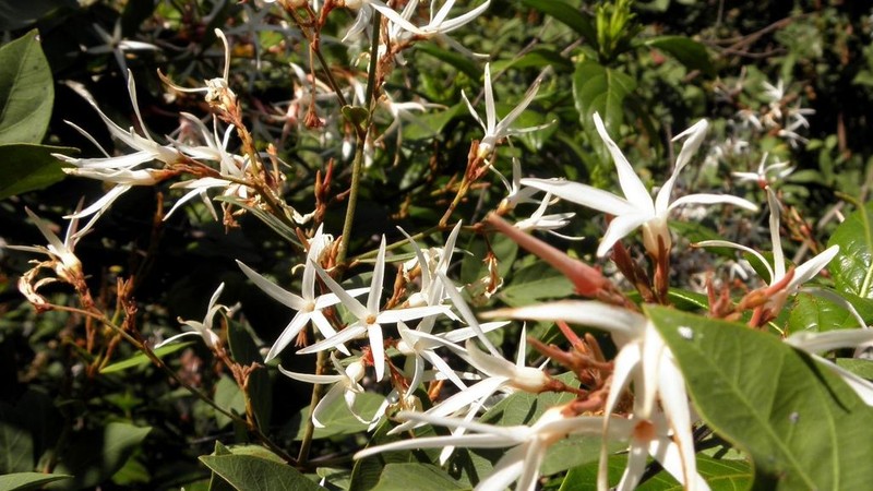 Baissea multiflora photo 6