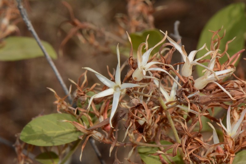 Baissea multiflora photo 7
