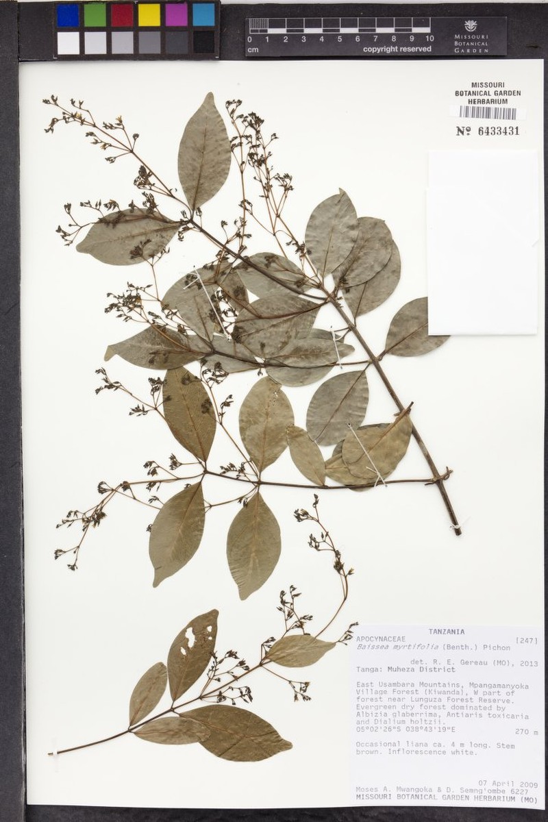 Baissea myrtifolia