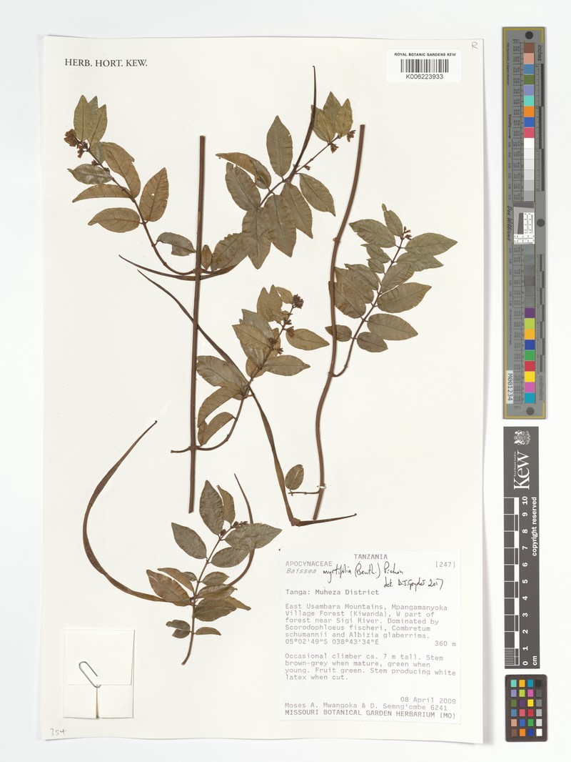 Baissea myrtifolia photo 2