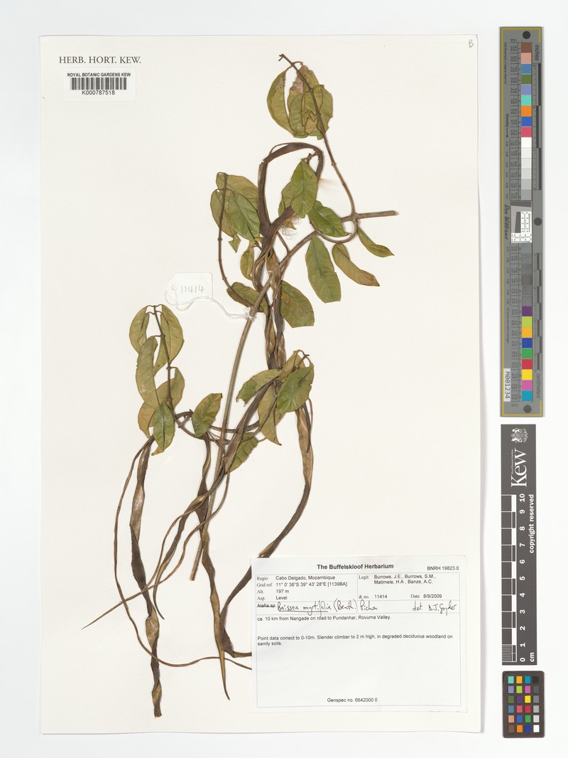 Baissea myrtifolia photo 3