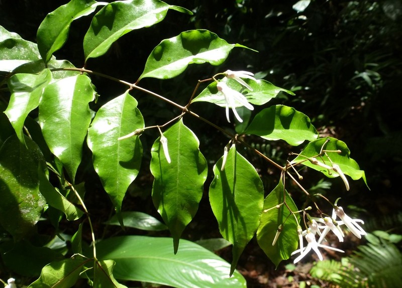 Baissea odorata
