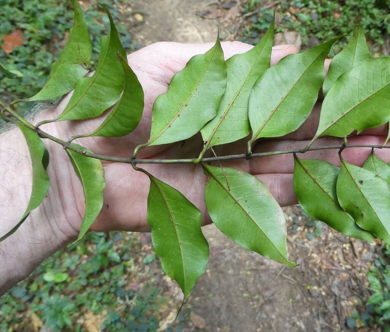 Baissea odorata photo 2