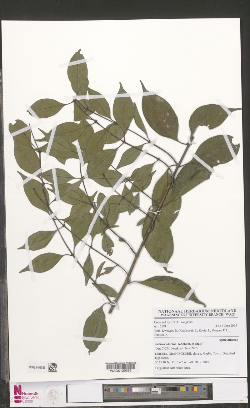 Baissea odorata photo 3
