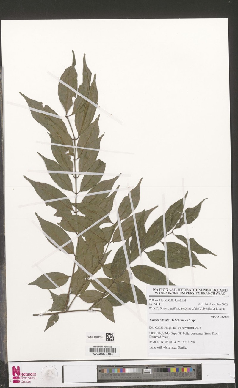 Baissea odorata photo 4