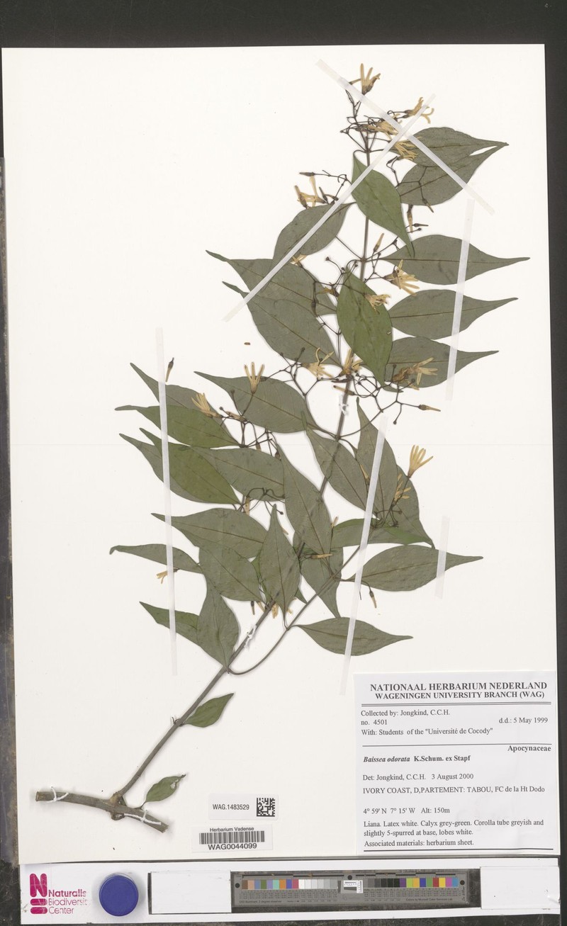 Baissea odorata photo 5