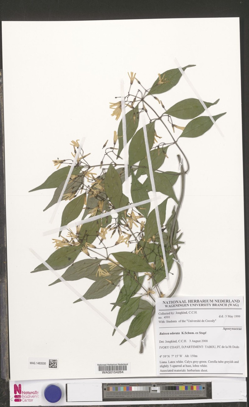 Baissea odorata photo 6