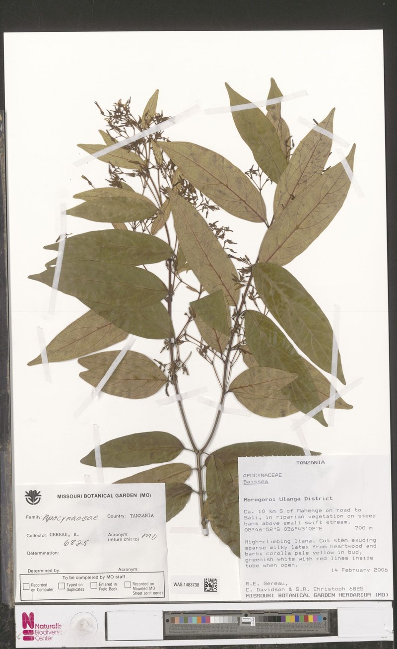 Baissea viridiflora