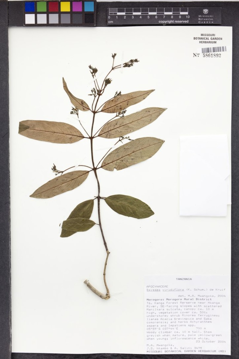 Baissea viridiflora photo 2