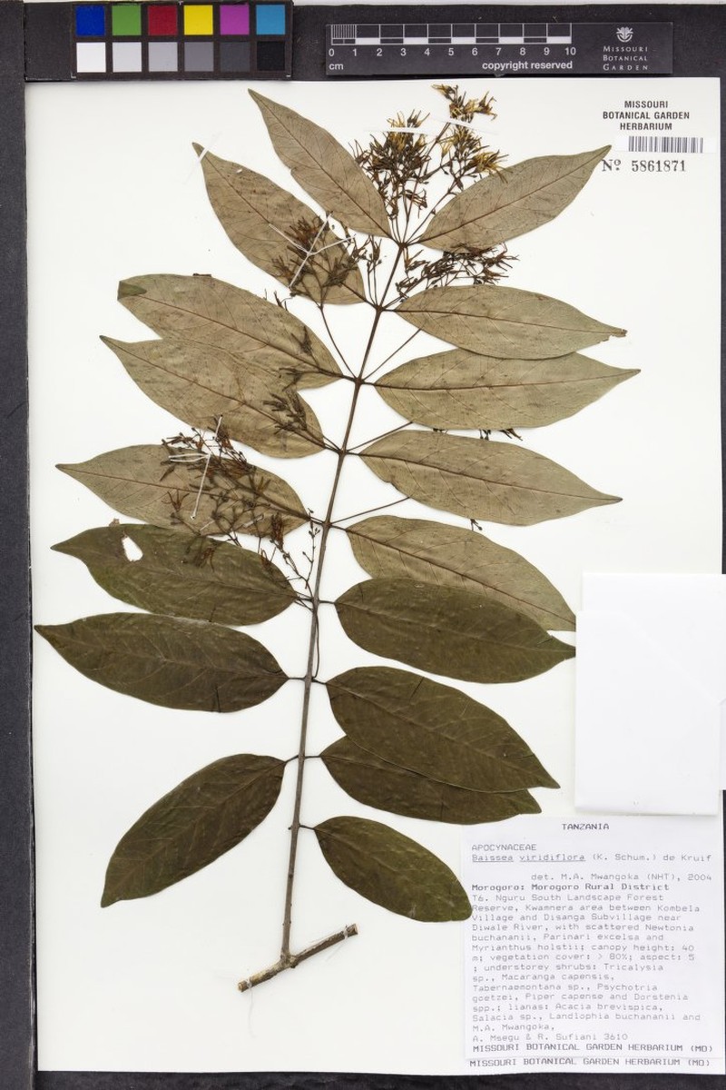 Baissea viridiflora photo 3