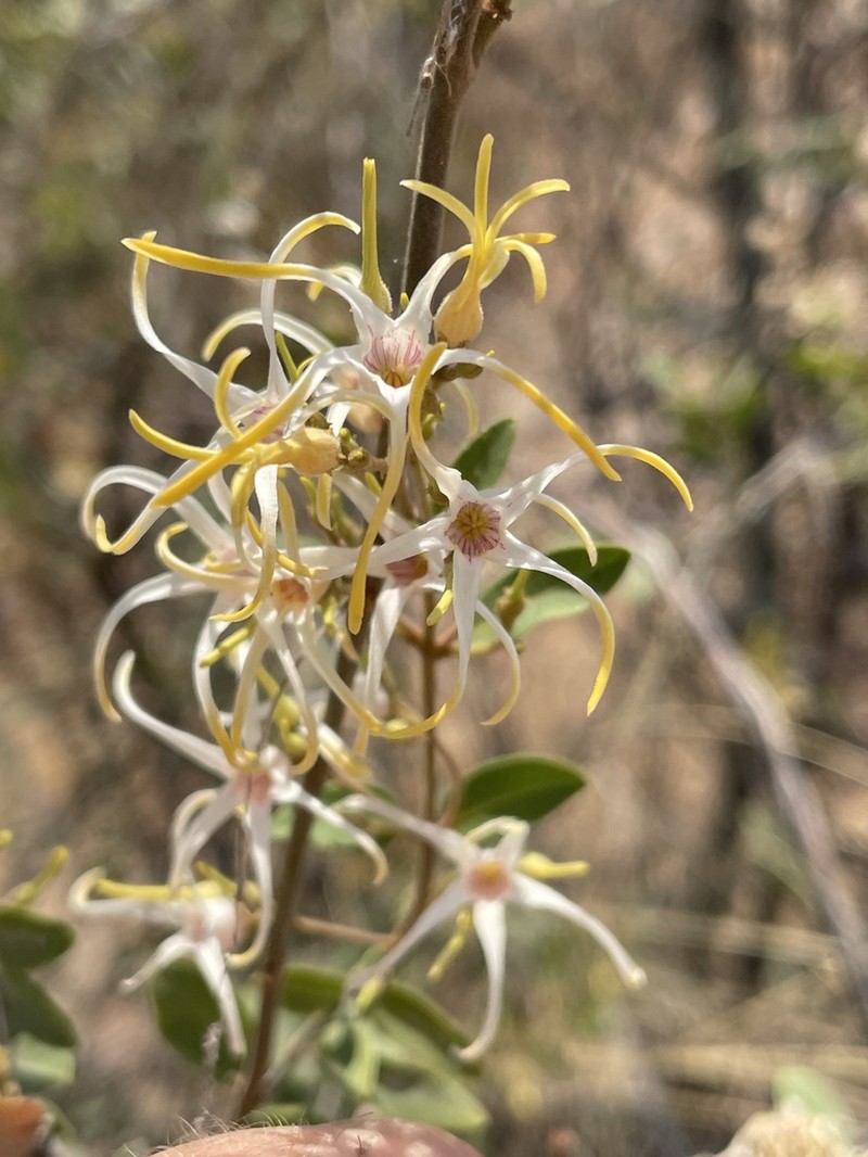 Baissea wulfhorstii