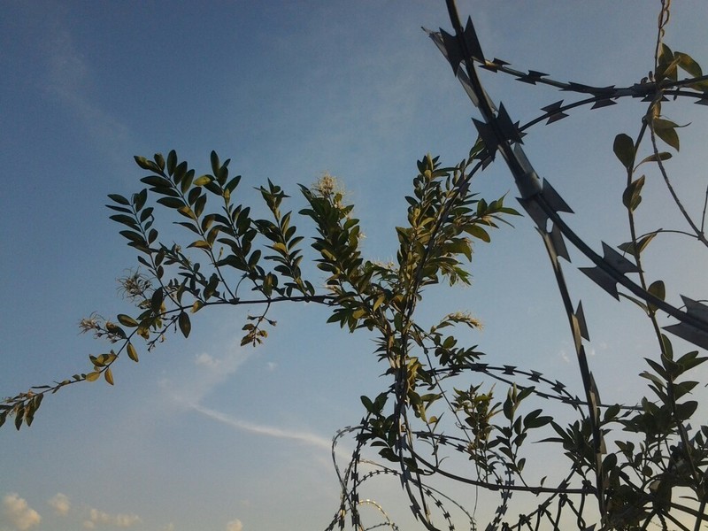 Baissea wulfhorstii photo 3