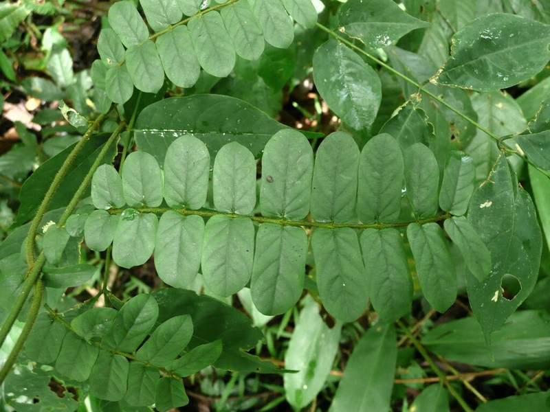 Baissea zygodioides photo 2
