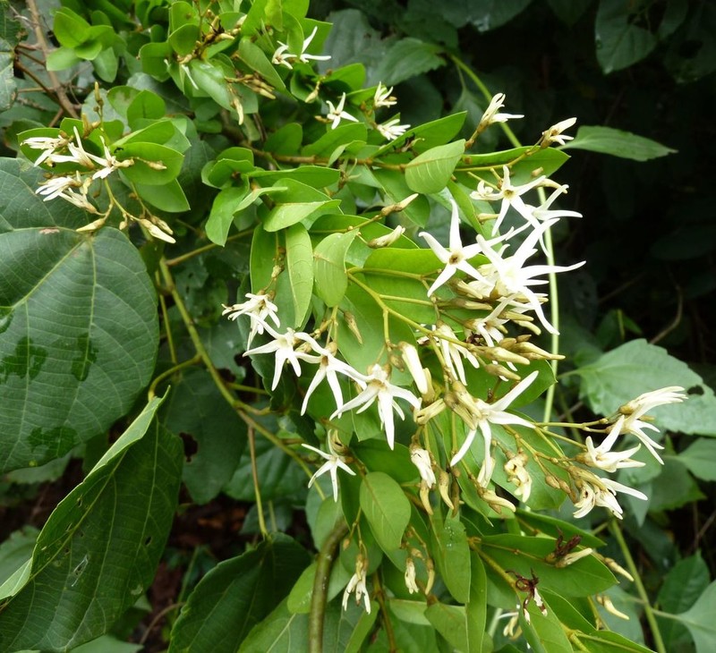 Baissea zygodioides photo 3