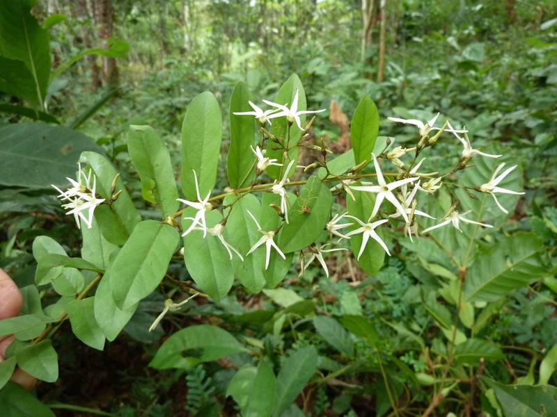 Baissea zygodioides photo 4