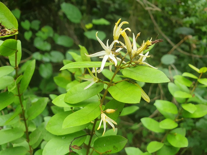 Baissea zygodioides photo 5