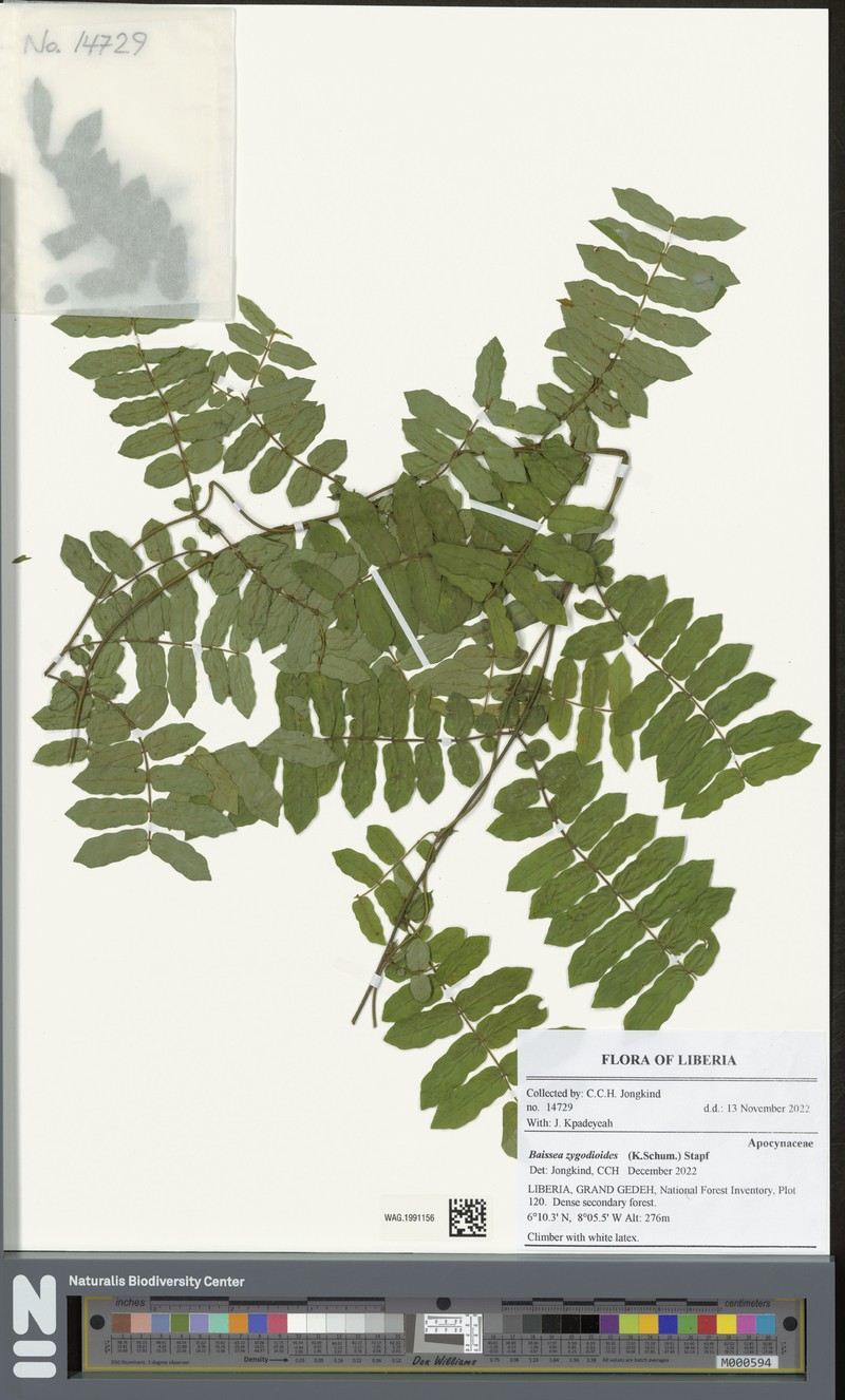 Baissea zygodioides photo 6