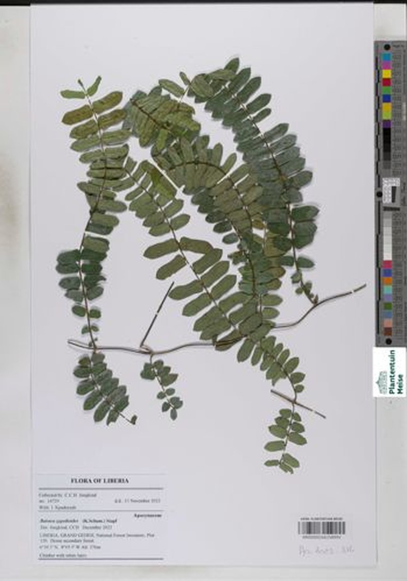 Baissea zygodioides photo 7