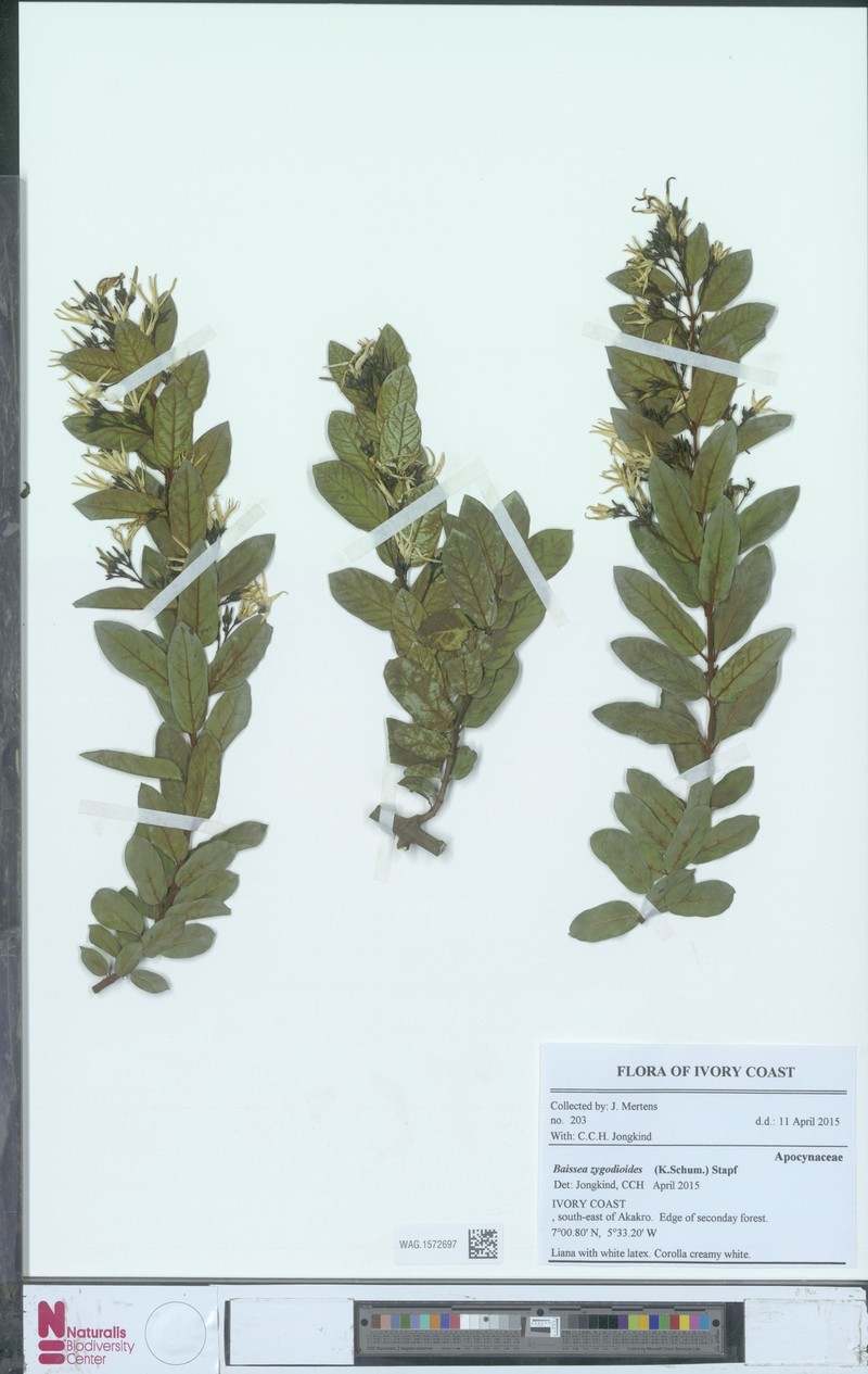 Baissea zygodioides photo 8