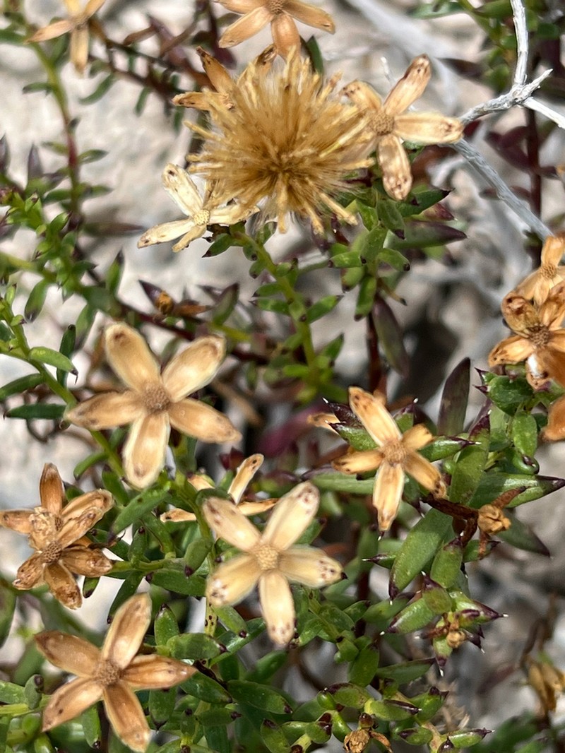 Bajacalia crassifolia