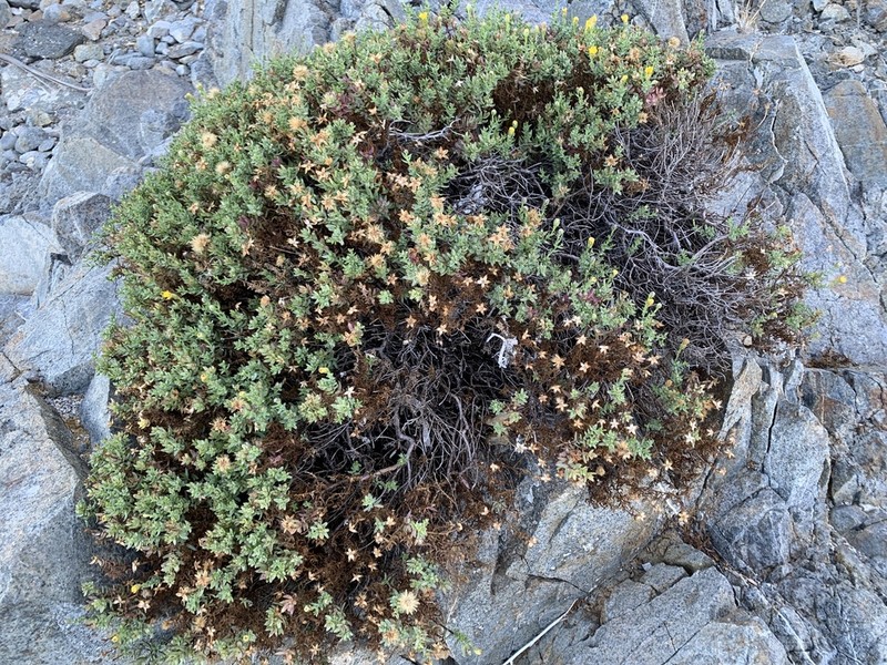 Bajacalia crassifolia photo 3