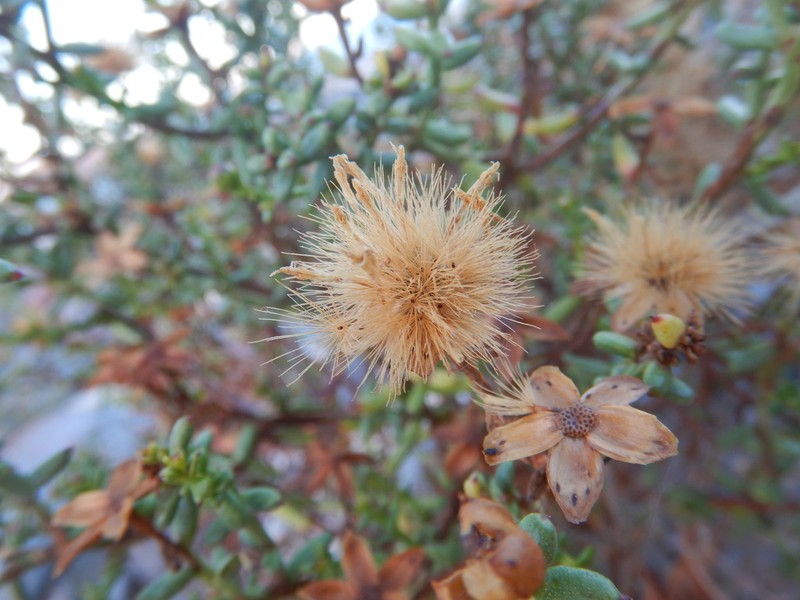 Bajacalia crassifolia photo 4